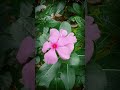 LOVELY FLOWERS 💐🌹🌺/GOOD VIBES