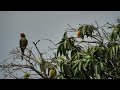 Wild Parrots Eating Mangoes - Kailua Kona, Hawaii