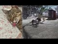 😻😹 Best Cats Videos ❤️😘 Best Funny Animals 2024 #7