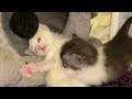 Ciri-Ciri Anak Kucing Anggora