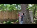 How to trim a tall tree branch in 20 minutes for only $7 without climbing or a ladder (DIY)