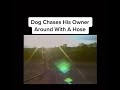 Dog Having Fun Chasing His Owner 😂 #shorts #funnyvideos #housepet #dog #dogvideo