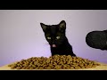 CAT EATING WET & DRY FOOD ASMR MUKBANG