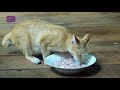 Poor mother cat attacks hungry kittens eating meals