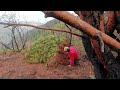 Camping alone building my survival shelter. Bushcraft. Camping in the rain