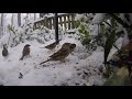 Just some birds on the snowy ground