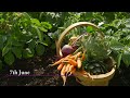 Small garden 103kg harvests in 2023 despite snails, and and ideas for next year || Charles Dowding