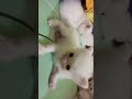 so many cute kitten ....