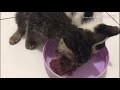 Rescue cat | Mungut anak kucing lucu yang dibuang
