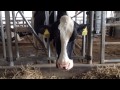 Dr. Chuck Guard talks Cornell Dairy's training program in China