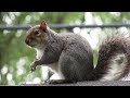 An Eastern Grey Squirrel eating a nut