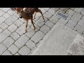 Fawn at front door
