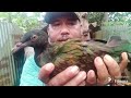 mengecek keadaan burung nicobar merpati jumbo(@langkadenghalmahera3693 )