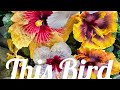 This Bird(Original) by Rose Nelly Taman Ada-Hocog(TROPIC TRENCH COVER)