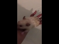 Rat bath gone wrong