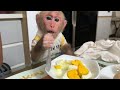 Monkey Bibi apologized to dad for breaking the egg while Bibi was hungry looking for food!