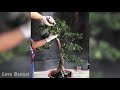 How to bend a bonsai - Have you tried this yet #81