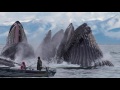 13 Incredible Whale Photos