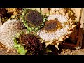 Life Cycle of a Sunflower