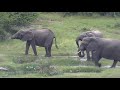 AMAZING! Elephants RUSH to the Water and PROTECT BABY