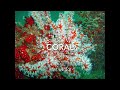 Intro for Coral Group