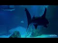 🦈 Shark Exhibit Georgia Aquarium 4K 📸