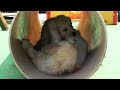 Super Cute Golden Retriever Puppies Play in 4K