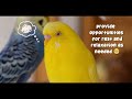 Budgie Breeding: 30 Essential Tips for Success