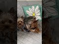 Two Yorkies are fighting over one toy!