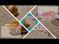 Zuru Pets Alive Hamster Mania Toy Info Video #newvideo #zuru