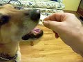 Popcorn atheist dog