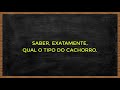 👉🏼  COMO ENSINAR O CACHORRO A PASSEAR SEM PUXAR - 3 segredos simples!  🐶 PRIMEIRA PARTE