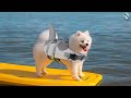 ✅Top 5 Best Dog Life Jacket of 2024