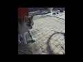 🐶🤣 Funniest Dogs and Cats 😂😆 Funny Animal Videos 2024 # 20