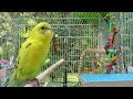 NEW***The BEST PARAKEETS SOUNDS 3 1/2 Hours for your birds to listen to with MUSIC