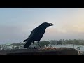 7 minutes of crows stoked for snacks - relaxing urban wildlife ASMR