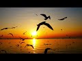 Relaxing Music - Ocean Waves - Seagulls - Beautiful Piano, Sleep Music, Stress Relief - Relax