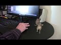 Dancing Mouse on Computer Desk