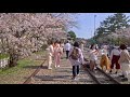 【4K HDR】Kyoto Cherry Blossoms - Keage Incline Railway - Japan Sakura