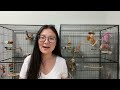 SETTING UP MY BIRDS' NEW CAGES | Total Cost and Where I Got Everything!