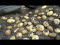 What a pity if you don't know about this method of growing potatoes in tires. Large, many tubers