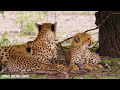 4K African Wildlife: Mudumu National Park, Africa - Relaxation Film With African Music