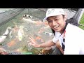 PANEN IKAN KOI LOKAL JUMBO DARI KOLAM LUMPUR