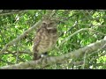 Burrowing Owls