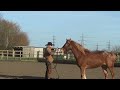 Working with an anxious horse