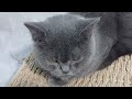 You Laugh You Lose🤣Funniest Dogs and Cats 2024😻🐶