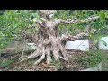 BONSAI TERBILANG MURAH DENGAN KUALITAS SUPER