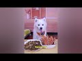 Best Funny Dogs and Cats Videos🤣🐶Funniest Animal videos 2024😁