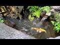 4K HD Temple in Suburban Tokyo Japan, 深大寺 ('Jindaiji')