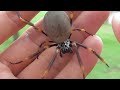 GOLDEN ORB-WEAVERS | A Guide to Australian Spiders